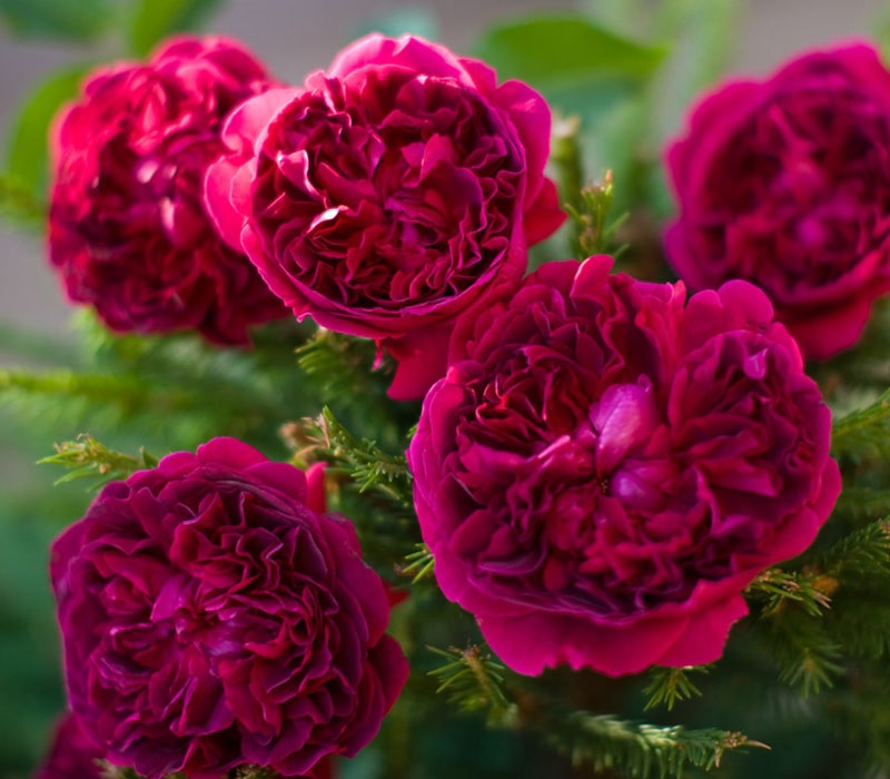 Троянда Вільям Шекспір. Все про англійську троянду