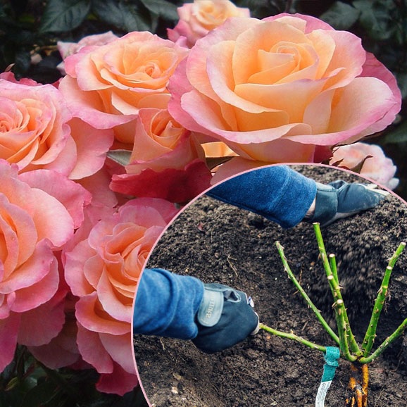 Как правильно выполнить посадку розы весной в грунт