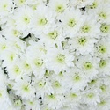 Букет 25 білих хризантем