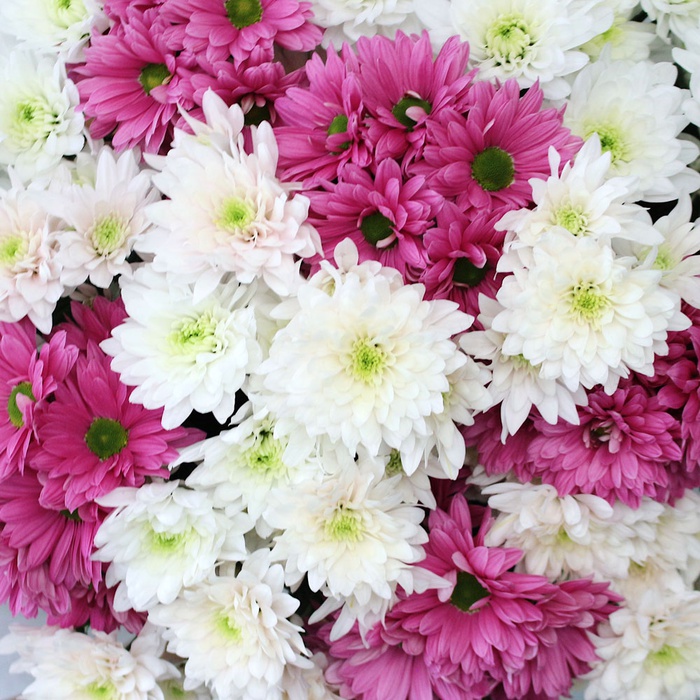 Букет 15 рожево-білих хризантем