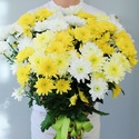Букет 15 жовто-білих хризантем
