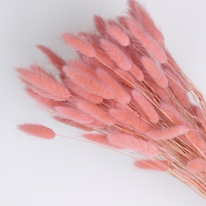Лагурус рожевий