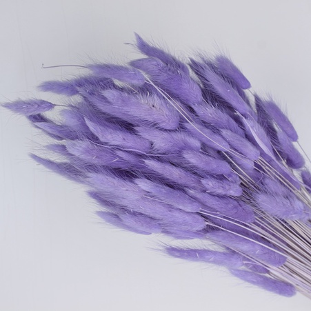 Лагурус фіолетовий