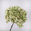 Гортензія сухоцвіт, зелена