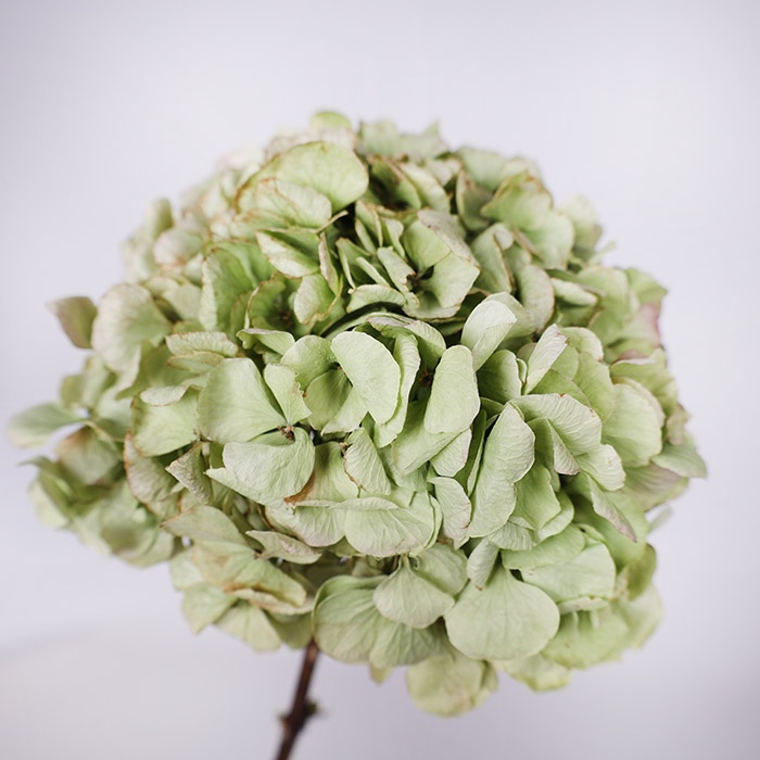 Гортензія сухоцвіт, зелена