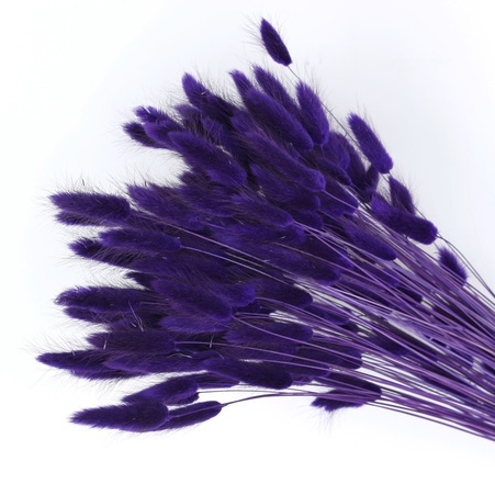 Лагурус темно-фіолетовий