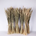 Пшеница тритикум остистая натуральная, 100 пучков