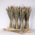 Пшениця тритікум остиста натуральна, 100 пучків