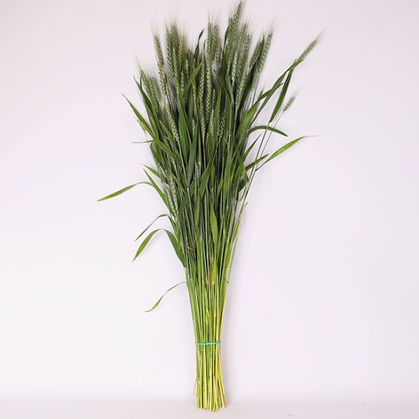 Пшениця тритікум остиста зелена