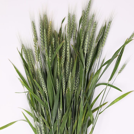 Пшениця тритікум остиста зелена