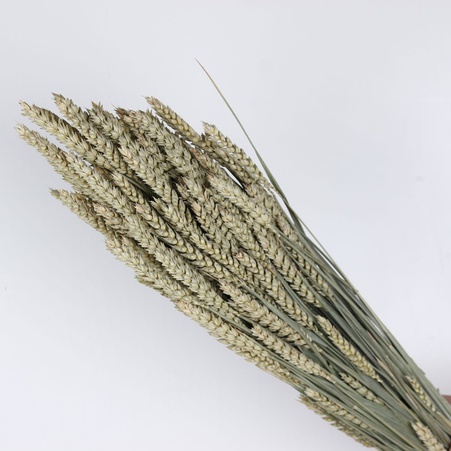 Пшеница тритикум остистая натуральная