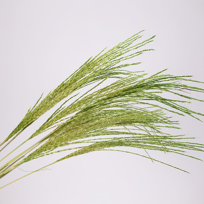 Міскантус фарбований, зелений