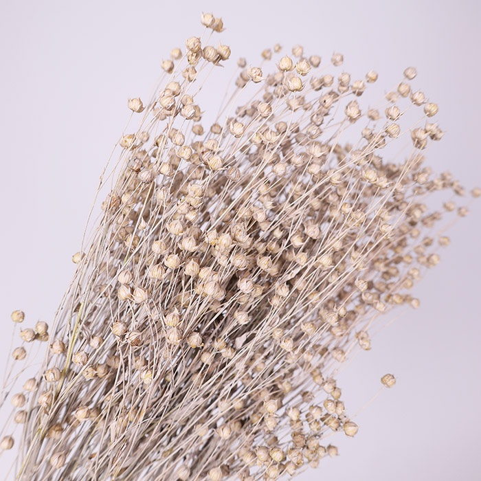 Льон фарбований, білий