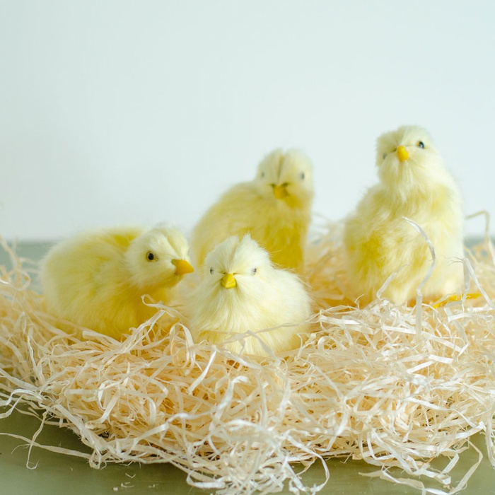 Цыплята декоративные желтые в ассортименте
