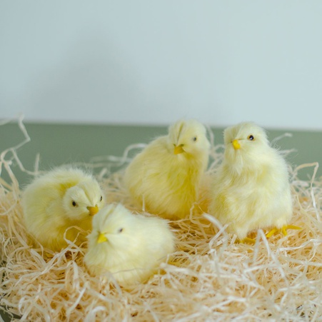 Цыплята декоративные желтые в ассортименте