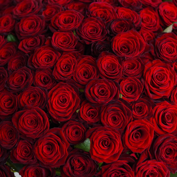 Букет 101 червона троянда Mері Mі, 80 см