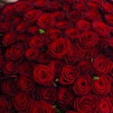 Букет 201 червона троянда Гран Прі, 70 см