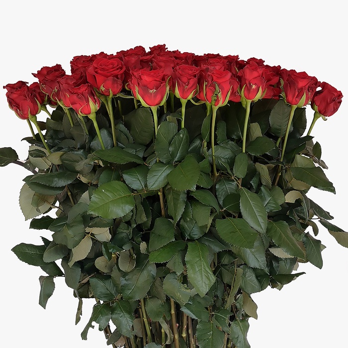 Букет 101 червона троянда Мері Мі 100 см