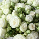 Букет 15 троянд Міс Бомбастик