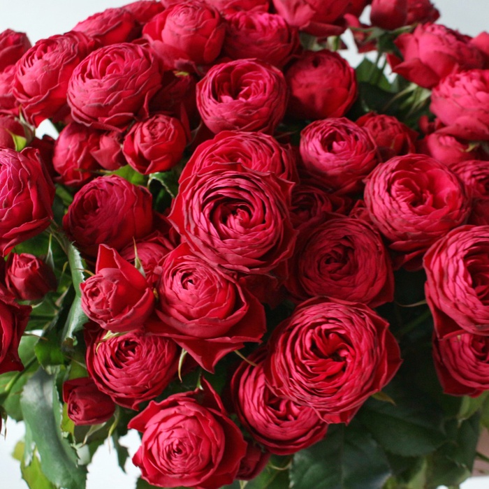 Букет 11 троянд Черрі Трендсеттер