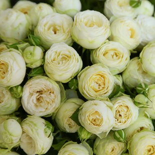 Букет из 21 веток кустовой розы Сноу Волд