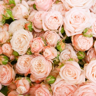 Букет 45 роз "Бомбастик"