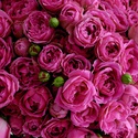 Букет з 51 кущових троянд Місті Бабблз