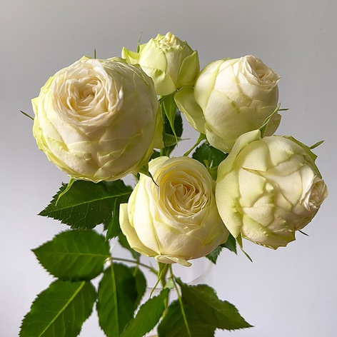 Роза ветка Сноу Волд, 40 см