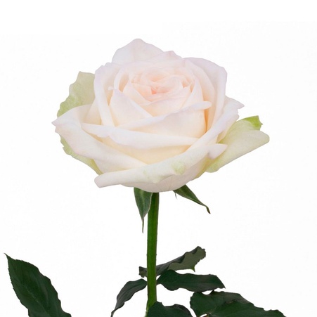 Роза Вайт Охара, 50 см