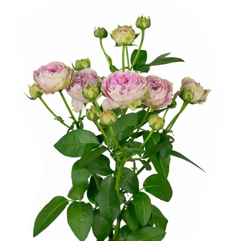 Троянда Блоссом Баблз, 50 см