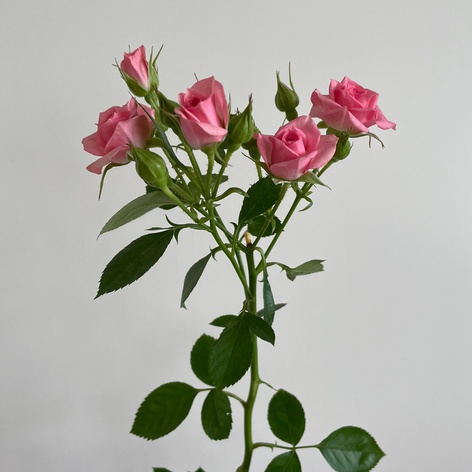 Роза Грация, 60 см
