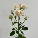 Троянда Крем Грація, 80 см