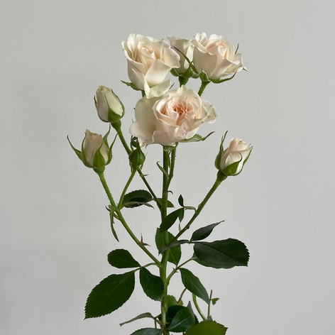 Троянда Крем Грація, 50 см