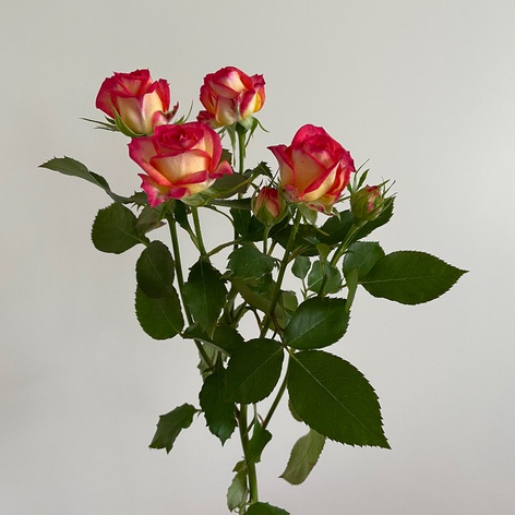 Роза Саммер Дэнс, 60 см