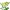 Троянда Піоні Бабблз, 40 см