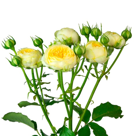 Роза Пиони Бабблз, 50 см