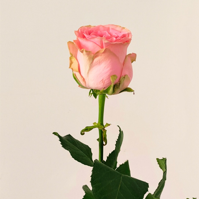 Роза Софи Лорен, 80 см