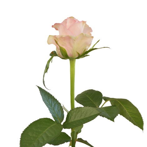 Троянда Кімберлі, 60 см