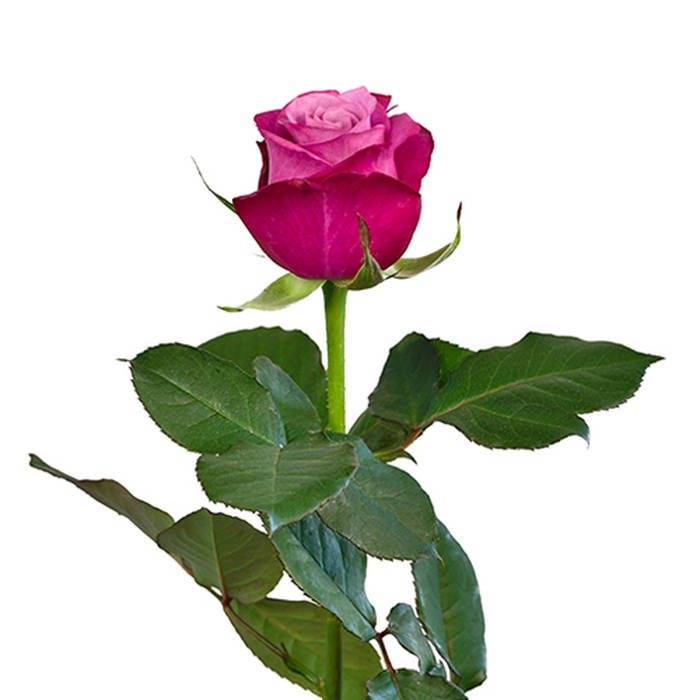 Троянда Принц Персії, 80 см