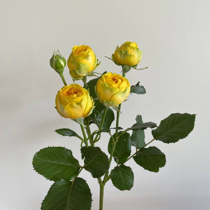 Роза Луна Трендсеттер, 60 см