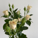 Троянда Олена, 100 см