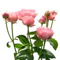 Троянда Сільва Пінк, 60 см