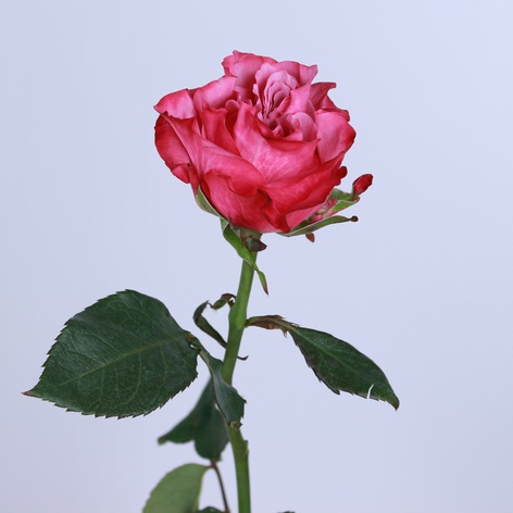 Троянда Кантрі Блюз