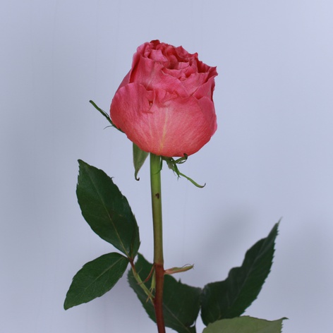 Троянда Кантрі Гарден