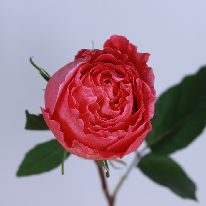 Роза Кантри Гарден - заказать и купить цветы с доставкой
