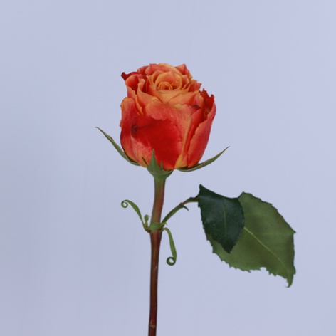 Троянда Атомік