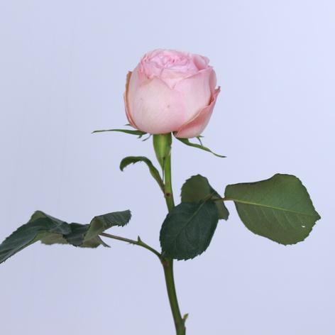 Троянда Менсфілд Парк