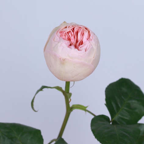 Троянда Емма Вудхаус