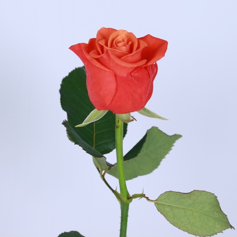 Троянда Гош