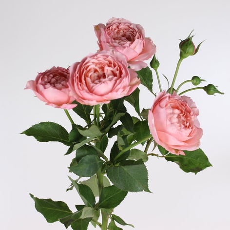 Троянда Джульєта, 70 см